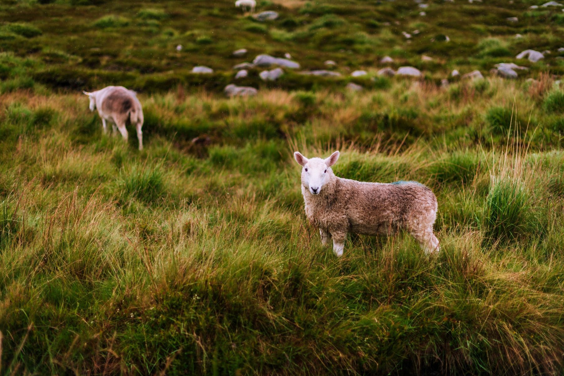 Geiten in een weiland bij Wicklow, waar Wicklow Way zich bevindt.