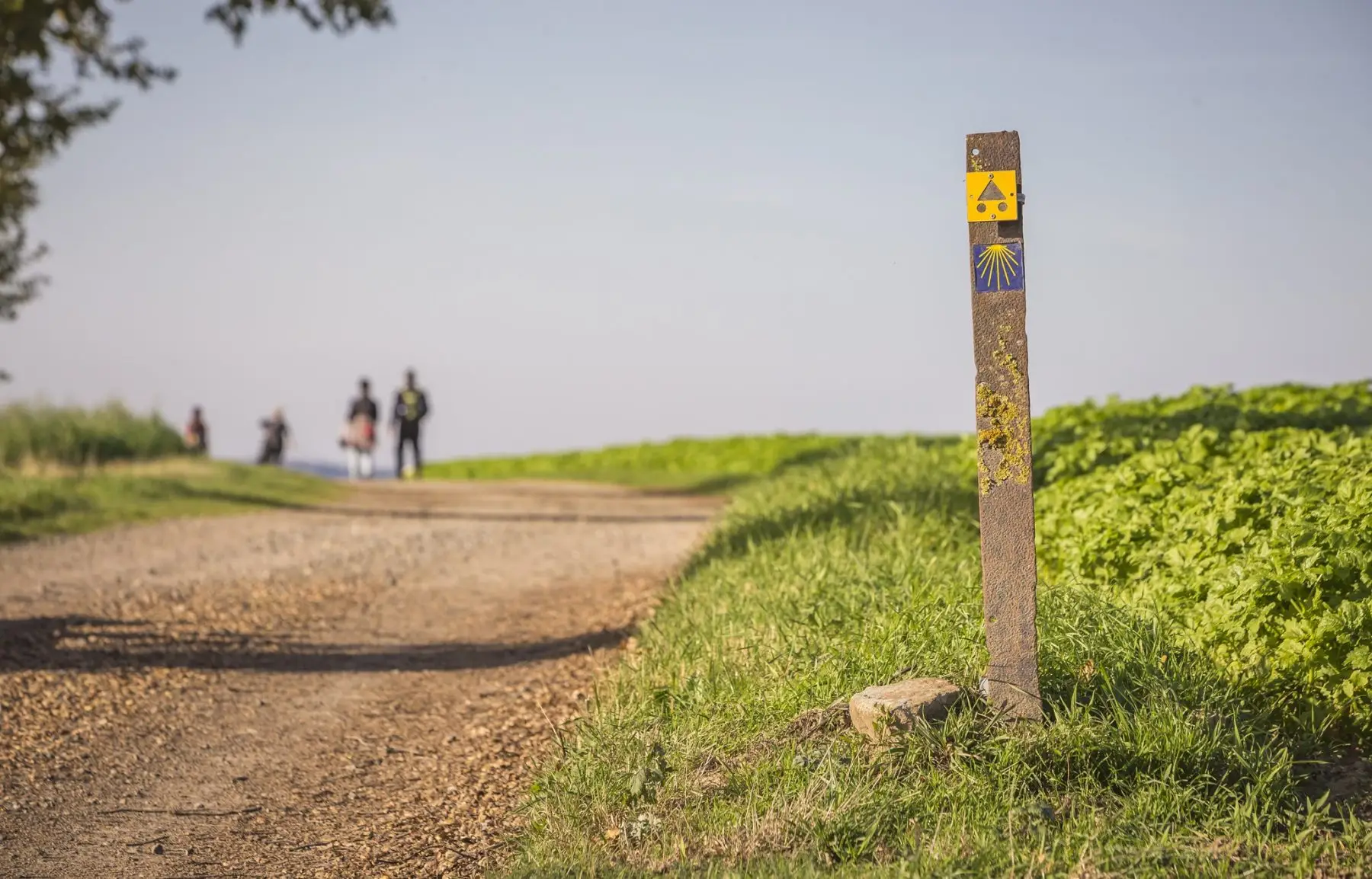 De wandelgids van Zuid-Limburg staat vol met prachtige LAW-routes, zoals het Jacobspad