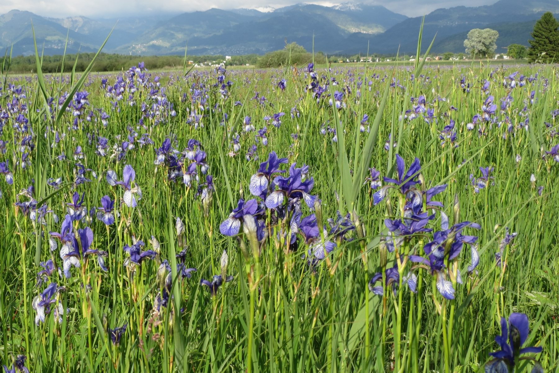 De Liechtenstein Trail loopt voornamelijk door de dalen van Liechtenstein