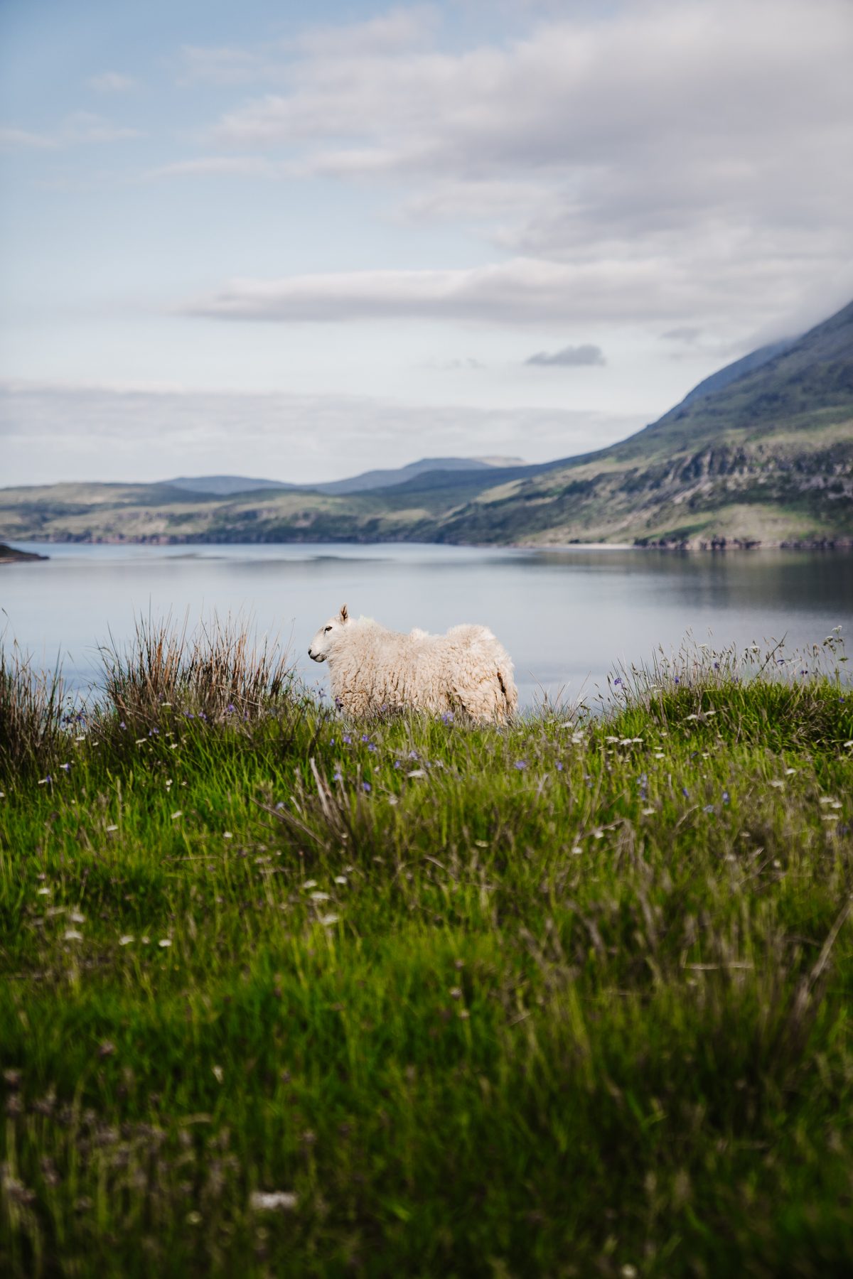 Schaap op Isle of Skye