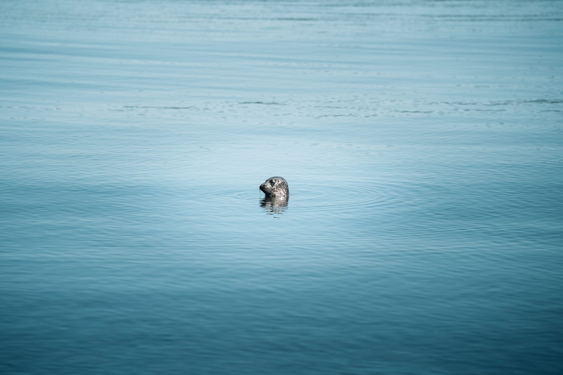 Zeehond in de zee op Skye in Schotland tijdens The Scotland Trail