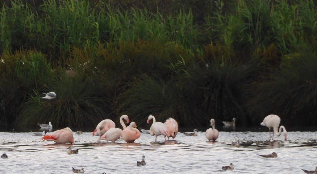 flamingo's bij het Zwillbrocker ven