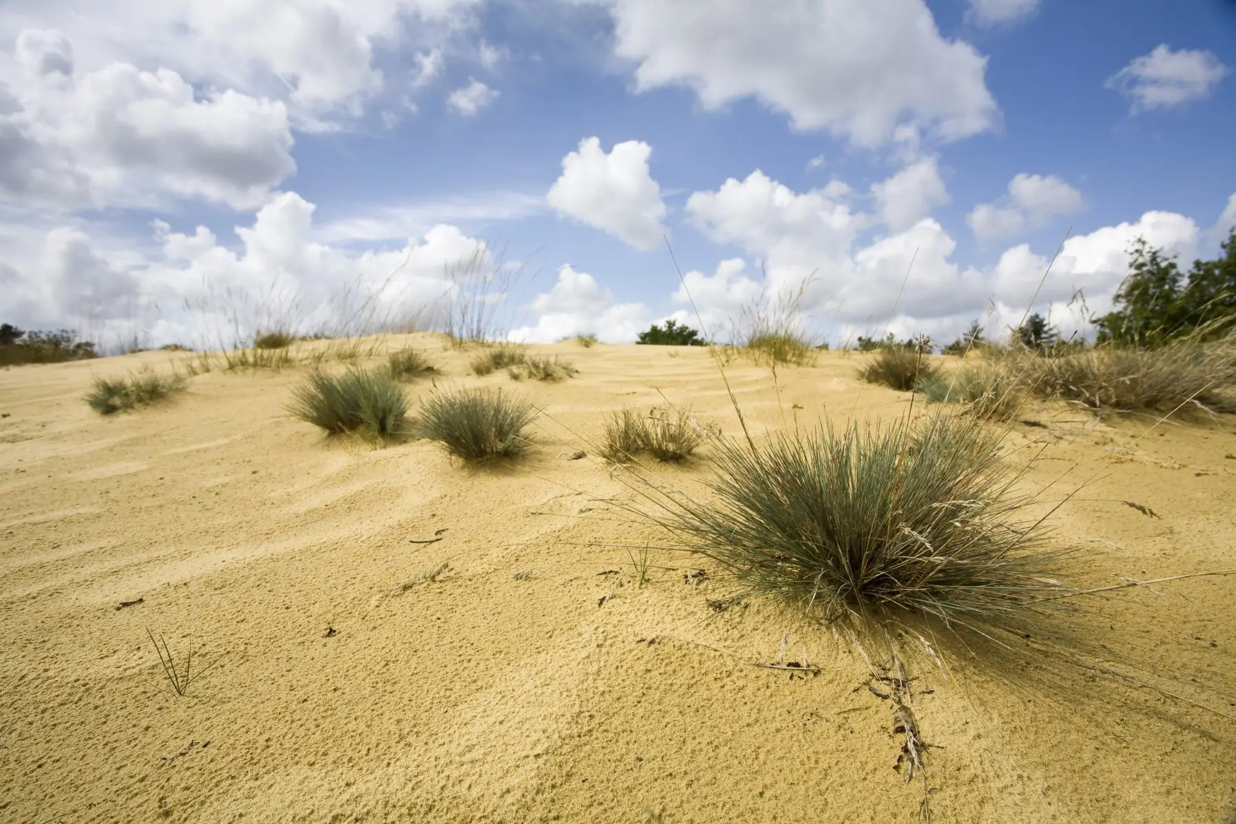 Zandduinen met buntgras tijdens de National Park Trail Hoge Kempen