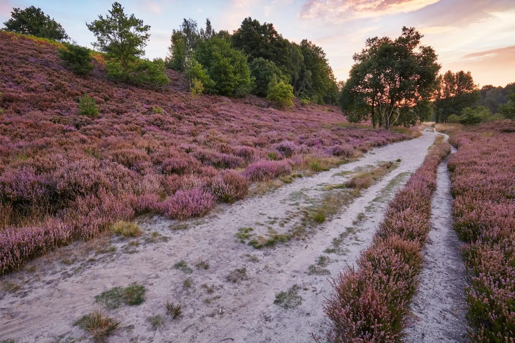 Heidevelden tijdens de National Park Trail Hoge Kempen