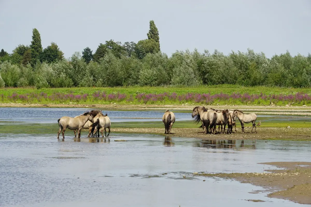 National Park Trail Hoge Kempen paarden