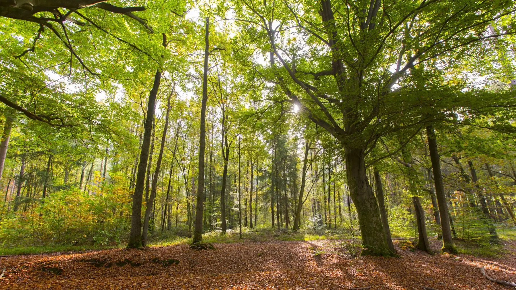 National Park Trail Hoge Kempen