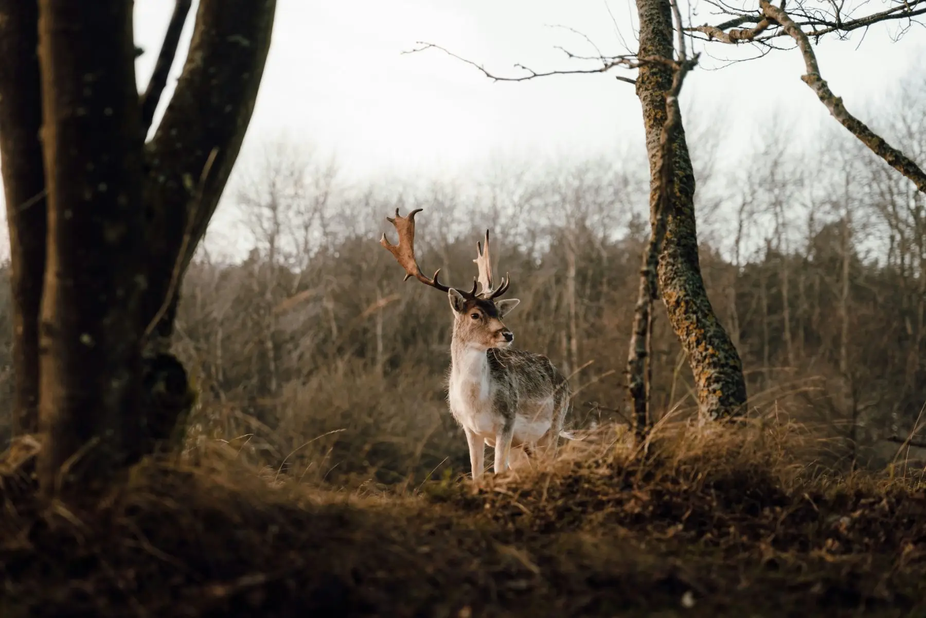 wildlife op de Veluwe