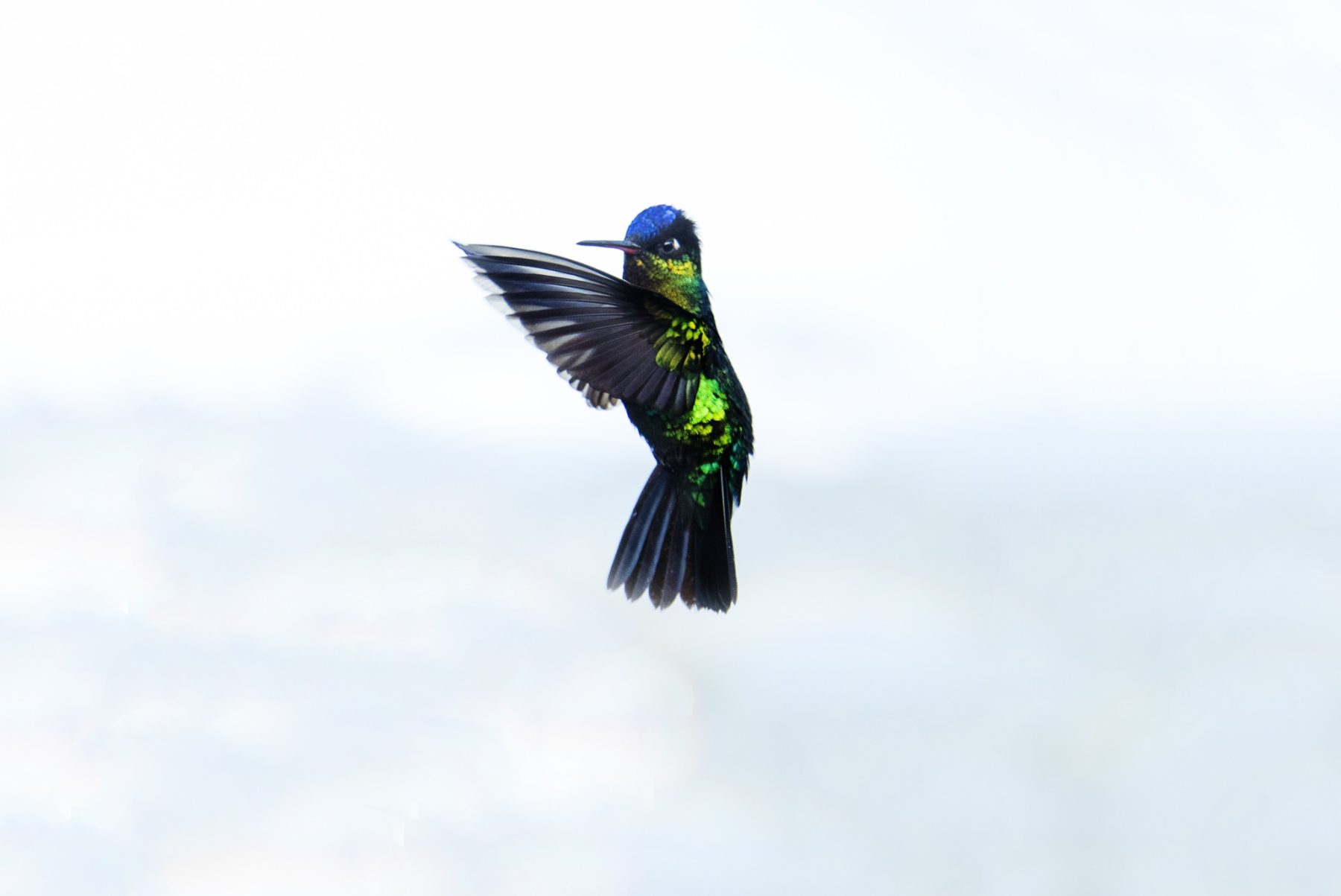 Wandelen in Costa Rica en daarbij prachtige vogels spotten