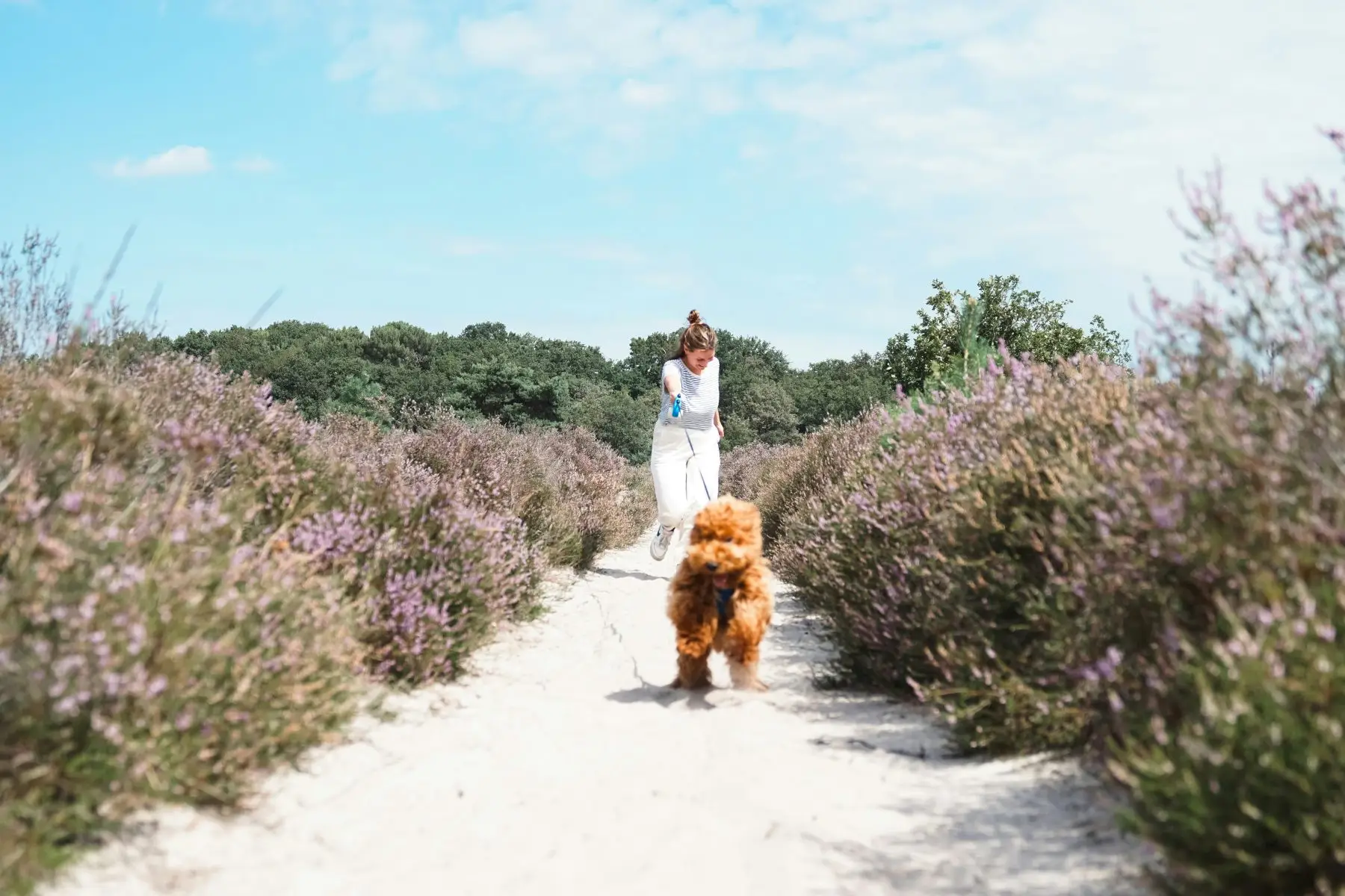 Een vrouw wandelt met een hond door een heide in België.