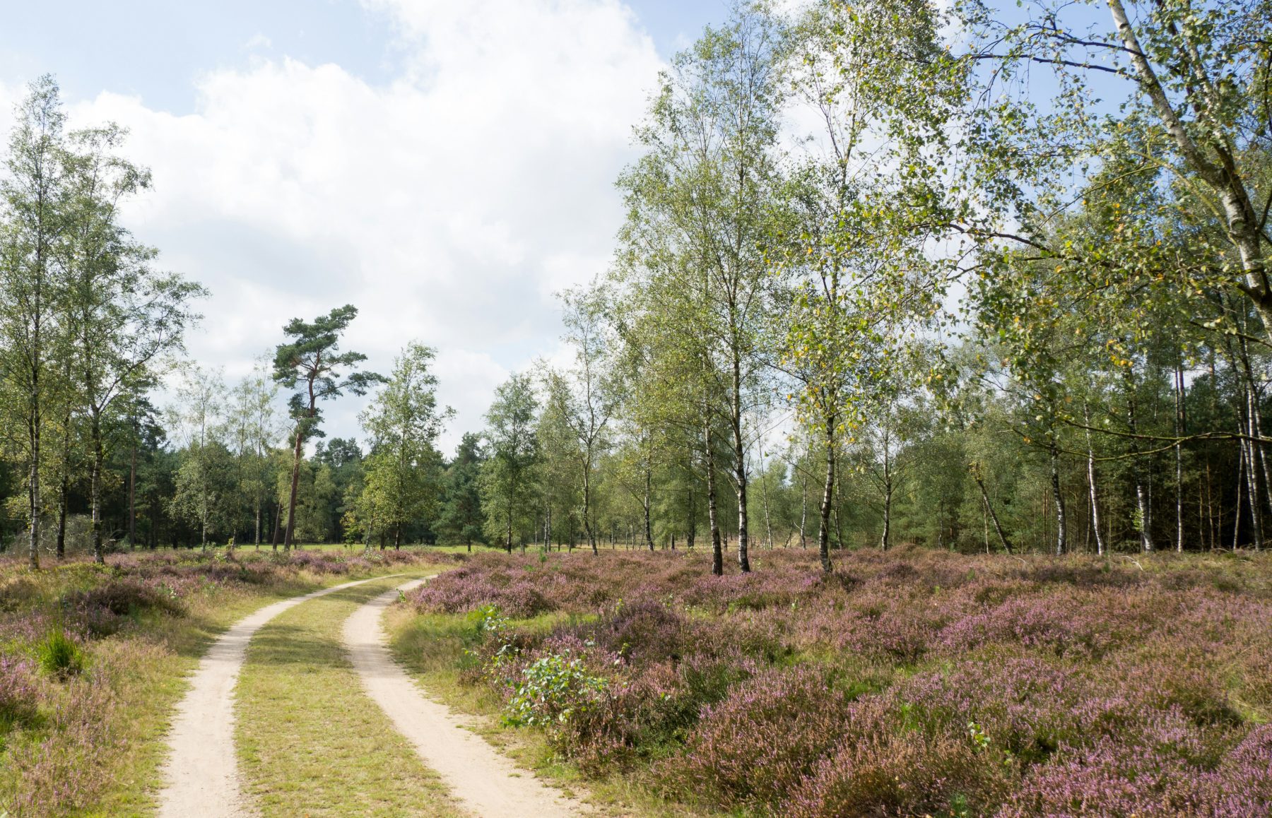 Een gebied met veel vegetatie in Nederland, wat één van de landen is waar een aantal van de Wandelroutes van het Jaar 2025 zich bevinden.